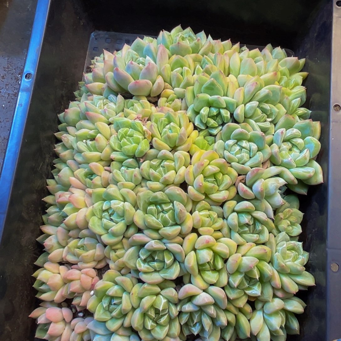 364多肉植物的生长发育和