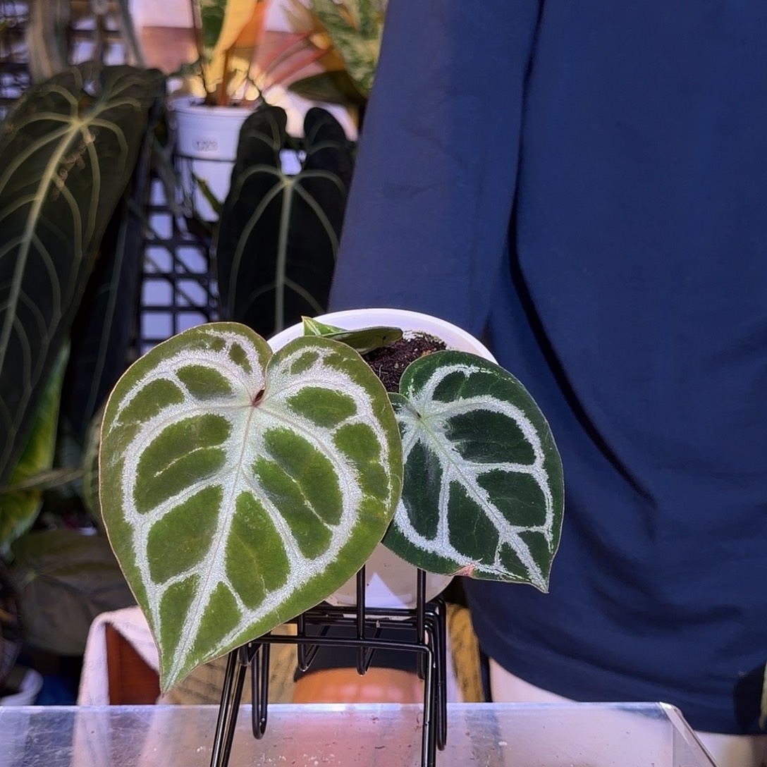 完全开放M146 挑心