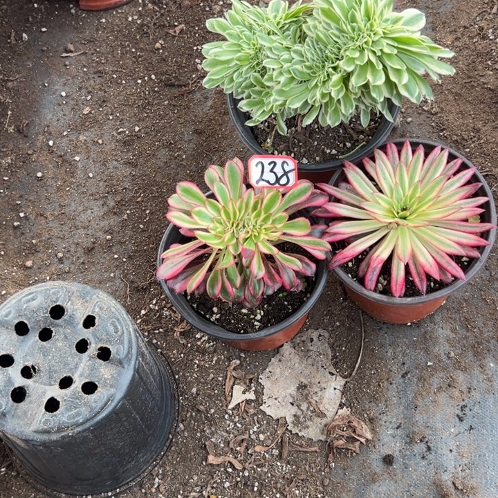 多肉植物238不售后