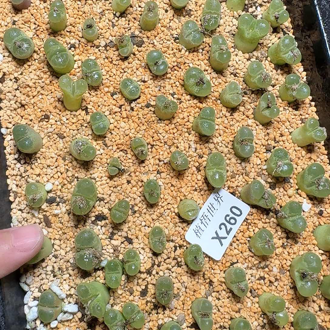 260盒多肉植物哇vg