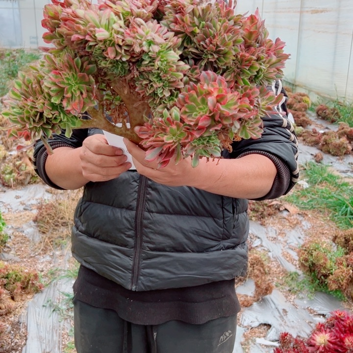 红袖醉话18号多肉法师