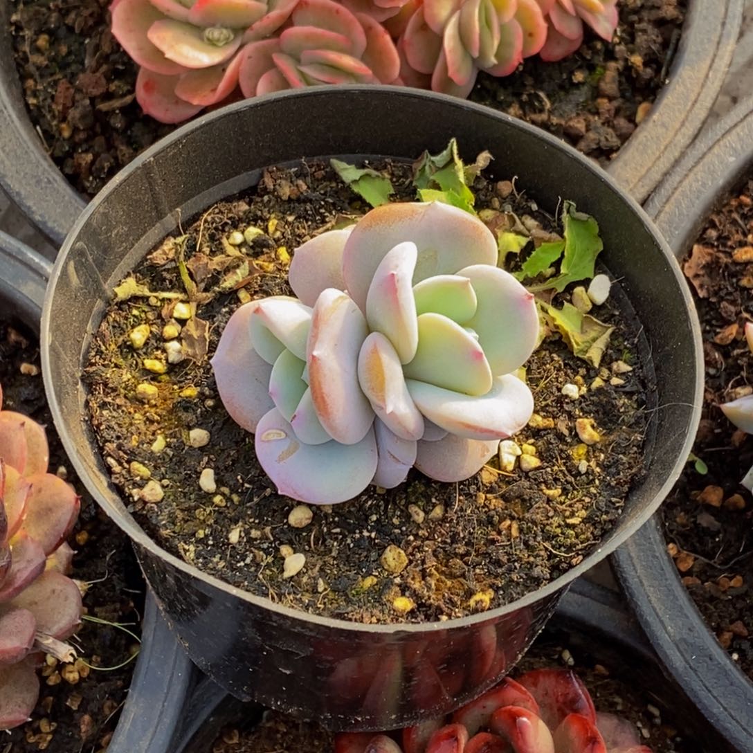 酒**子48包邮一物一拍多肉植物