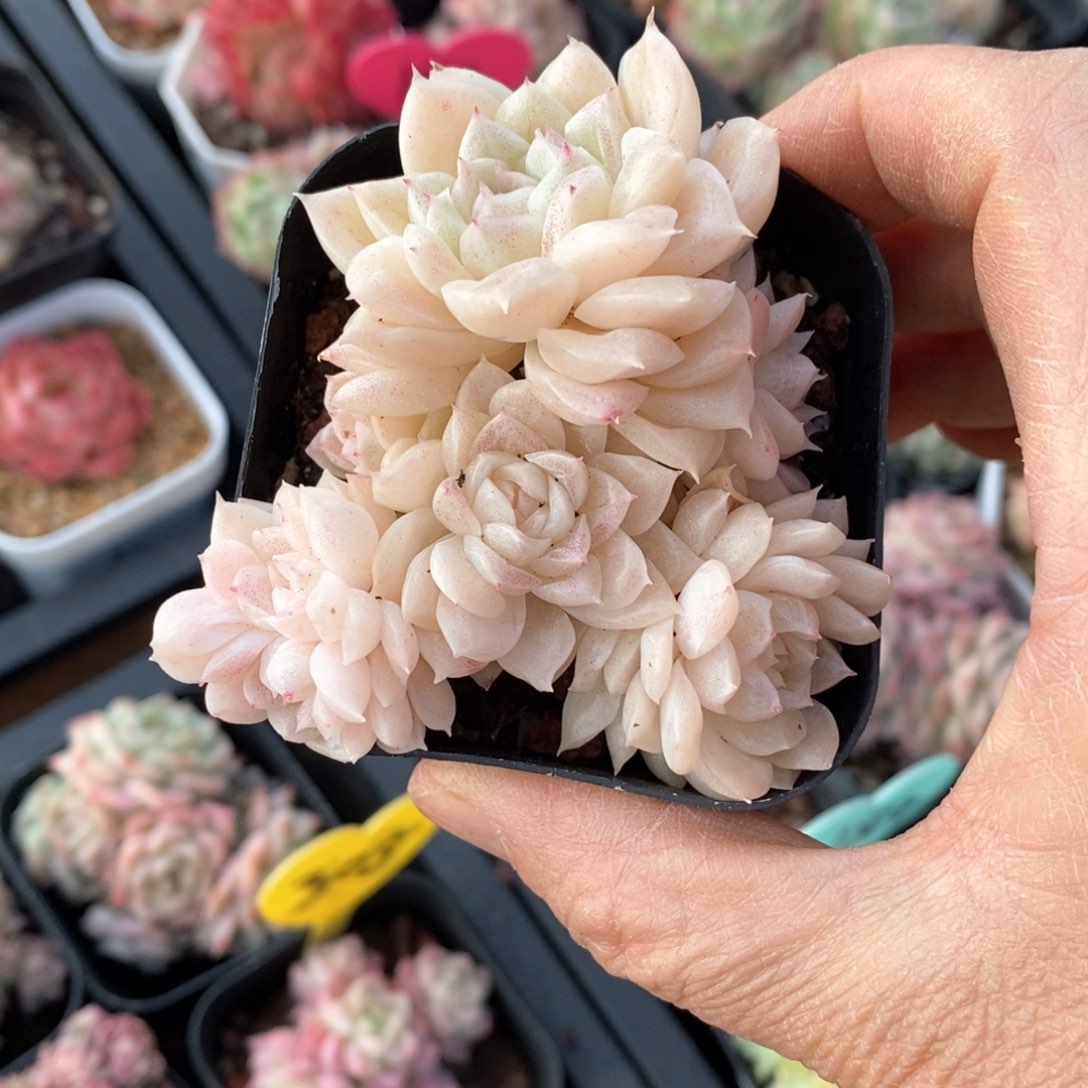 精品多肉一物一拍不包整14