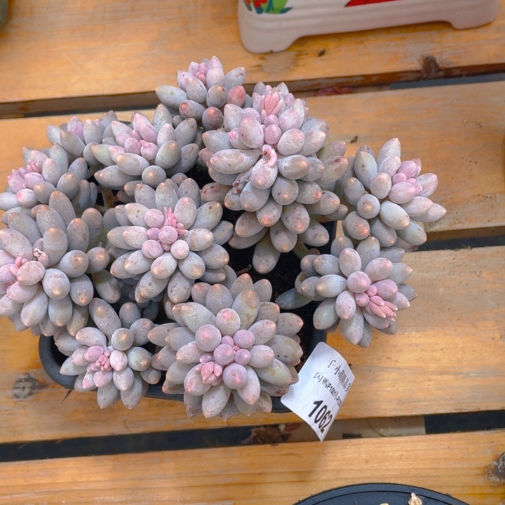 谢谢你的支持0000001062