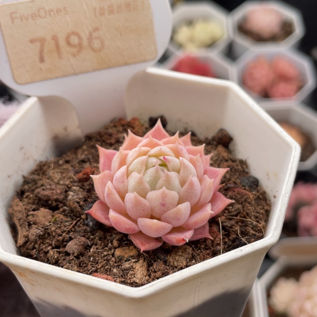 朱砂痣7196-3.0厘米