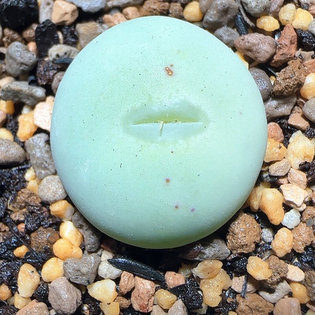 白花打G。         14