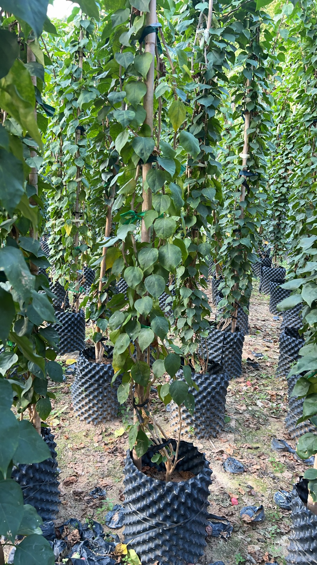 三角梅不甜花卉绿植庭院盆景