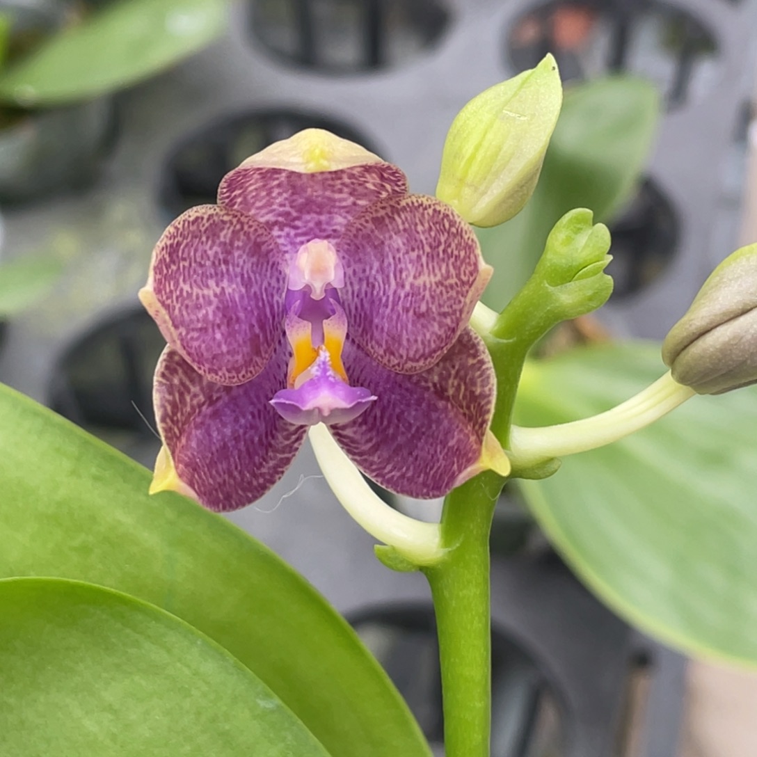 全部花苞yw08两倍钻石交蓝喜鹊