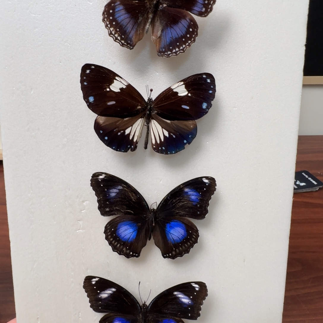 有机玻璃真实蝴蝶标本