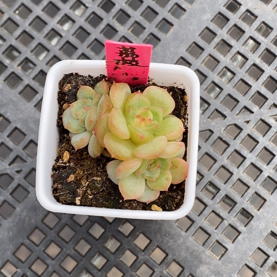 荔枝甜心30包邮非偏远