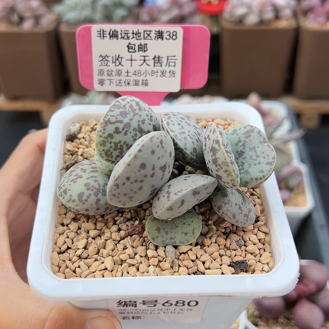 680巨型花蛋多肉