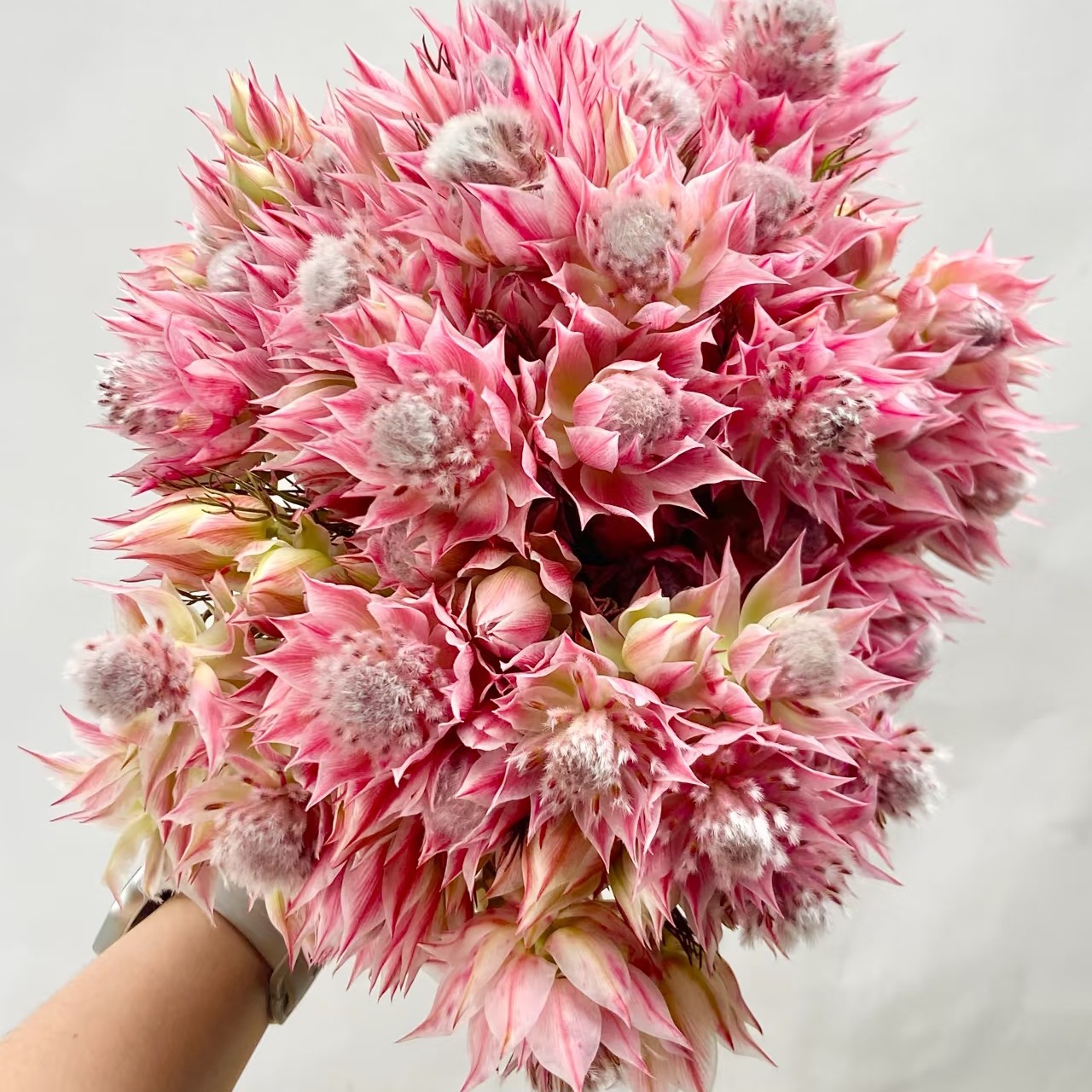 新娘花好看好养护花期半个月