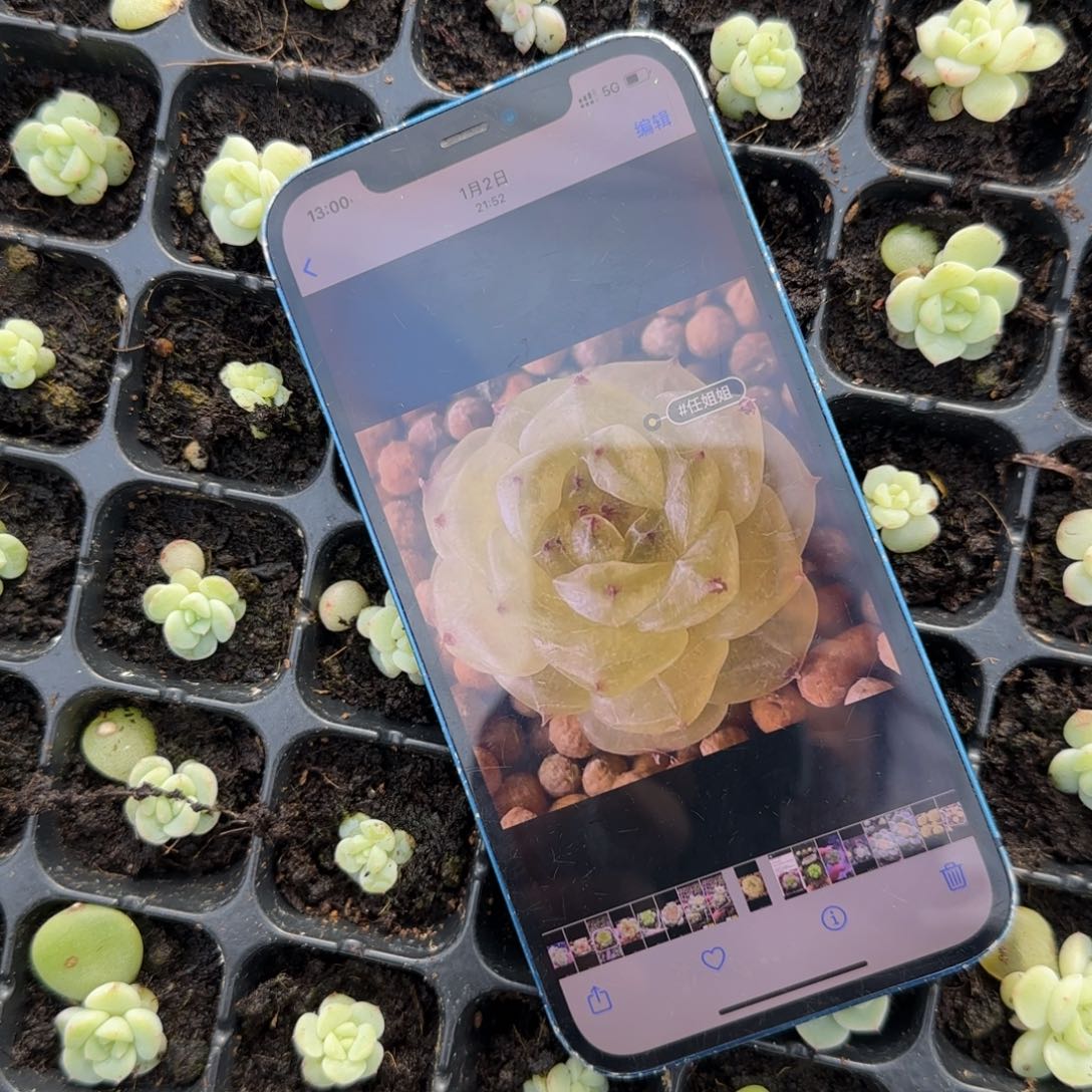 任姐黄甜心穴一个满25包邮