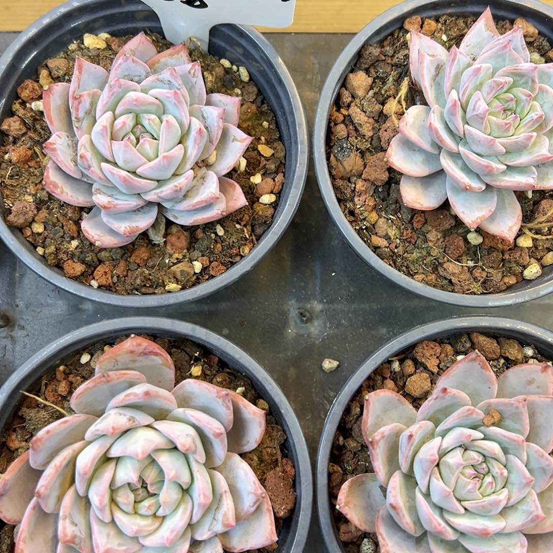 新品单头粉蓝鸟福利价
