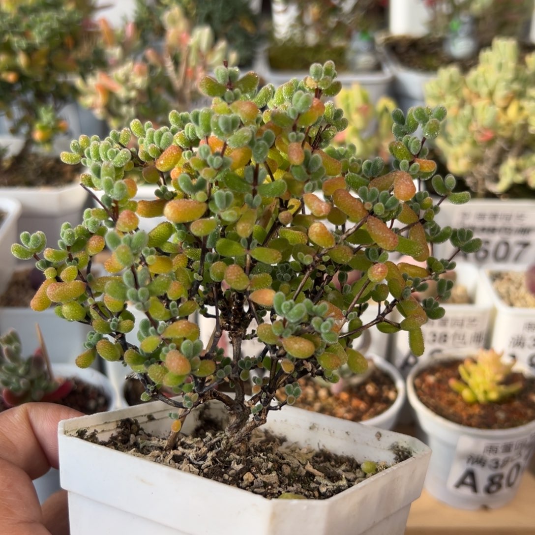 3-803枝干番杏多肉翡翠老桩七方盆2年