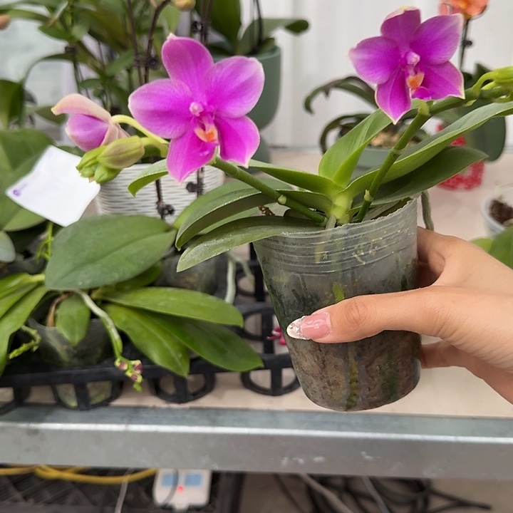 H***a大部分开放少量花苞141