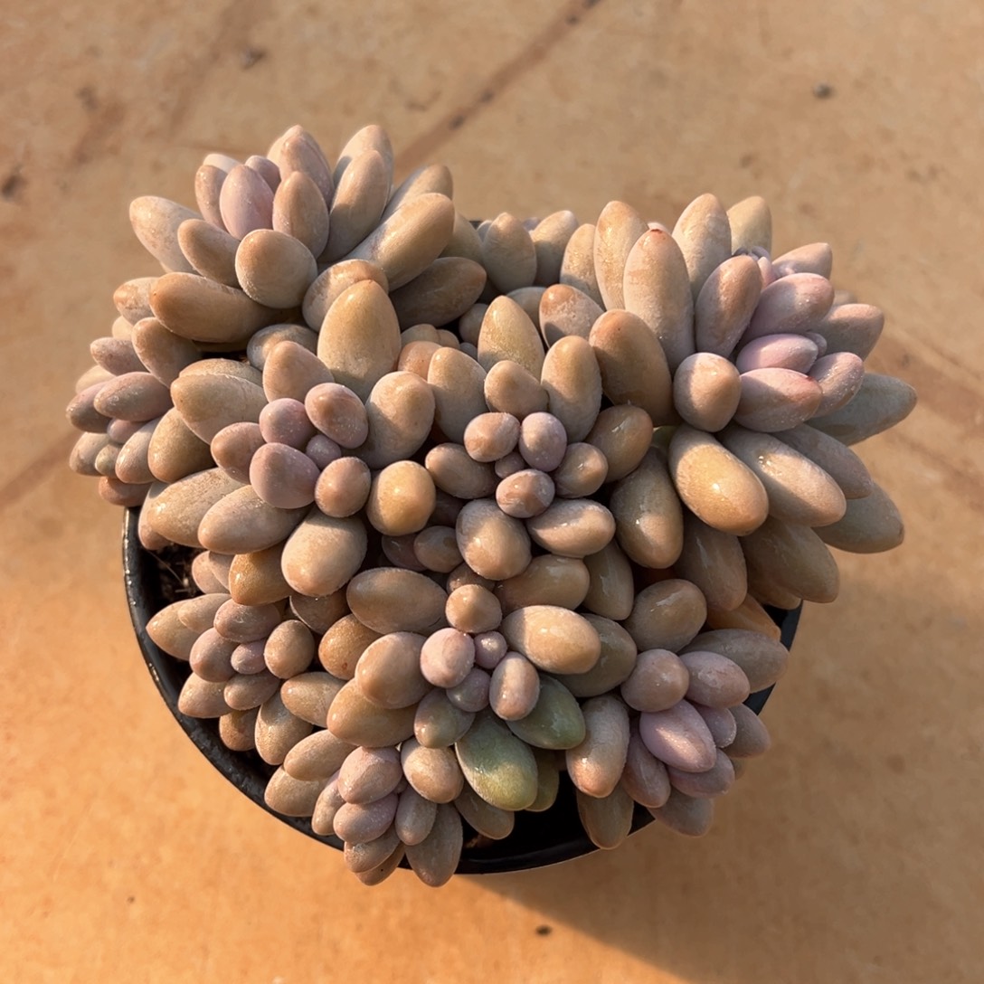粉色恋人多肉植物