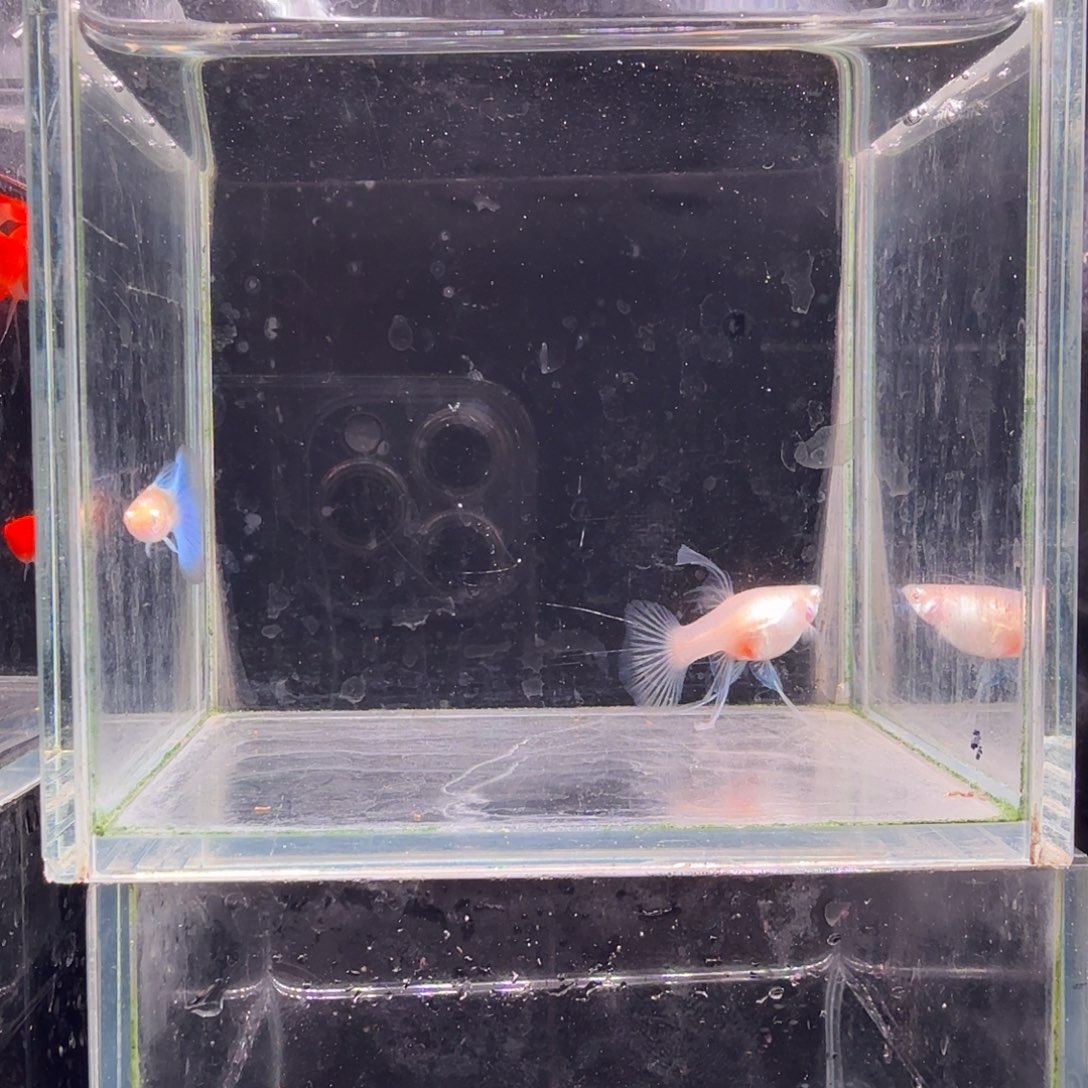 孔雀鱼蓝白大C1对