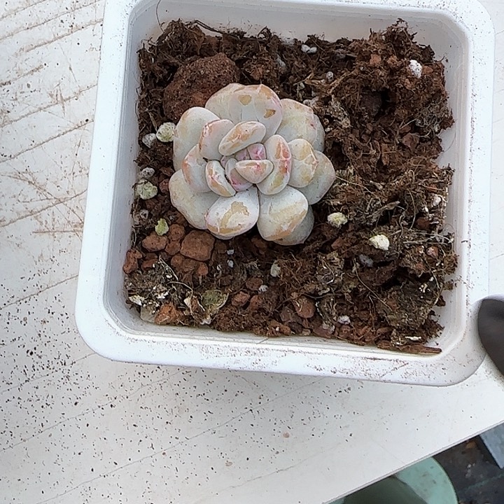 青蛙王子儿童牙膏111