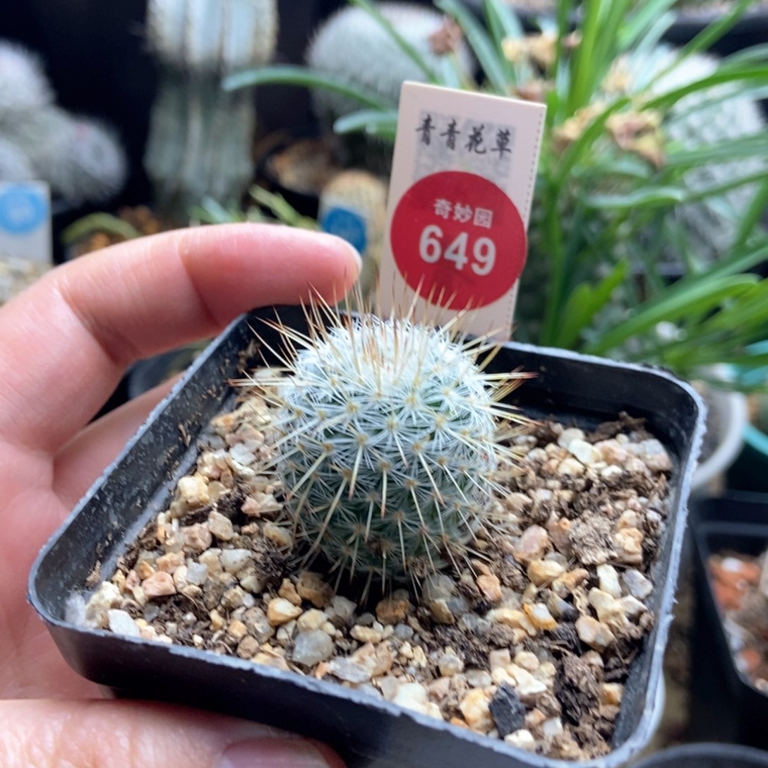 实生输入特选长梦黄金2.7cm