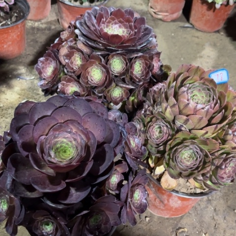 078多肉植物组合