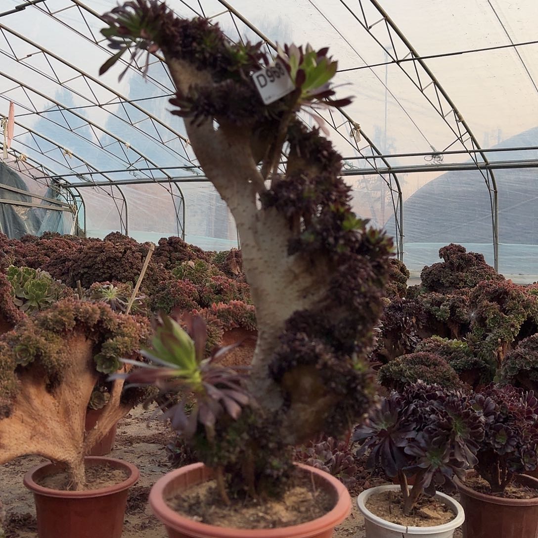 968黑法师一颗52高度