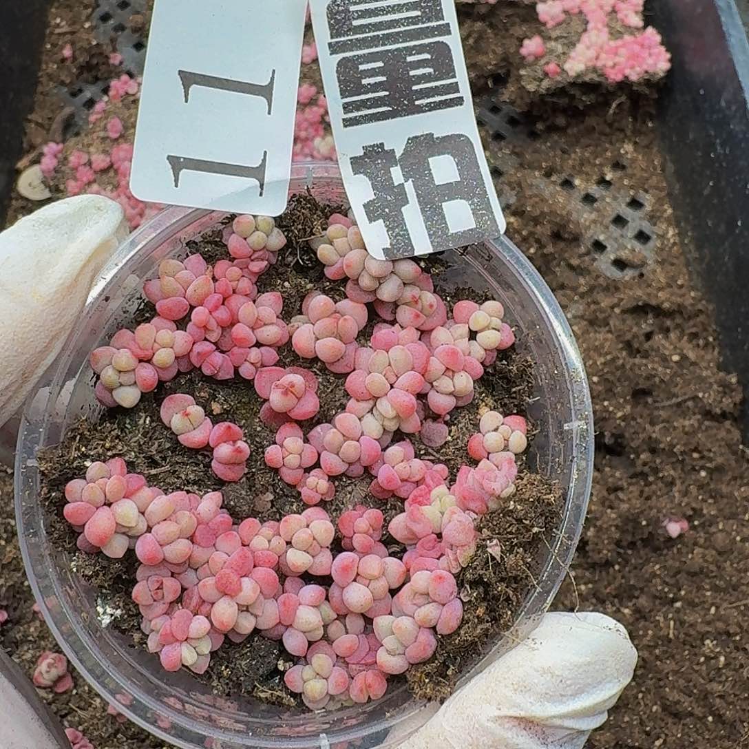 多肉植物多肉植物11量拍