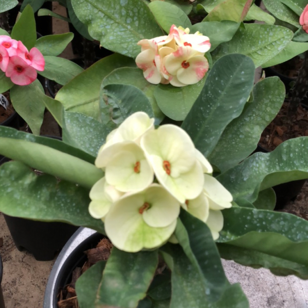 花友专拍链接 泰虎 