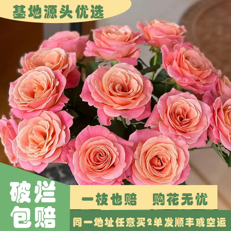 【基地源头优选】 猪小姐玫瑰     任意两单发顺丰或空运