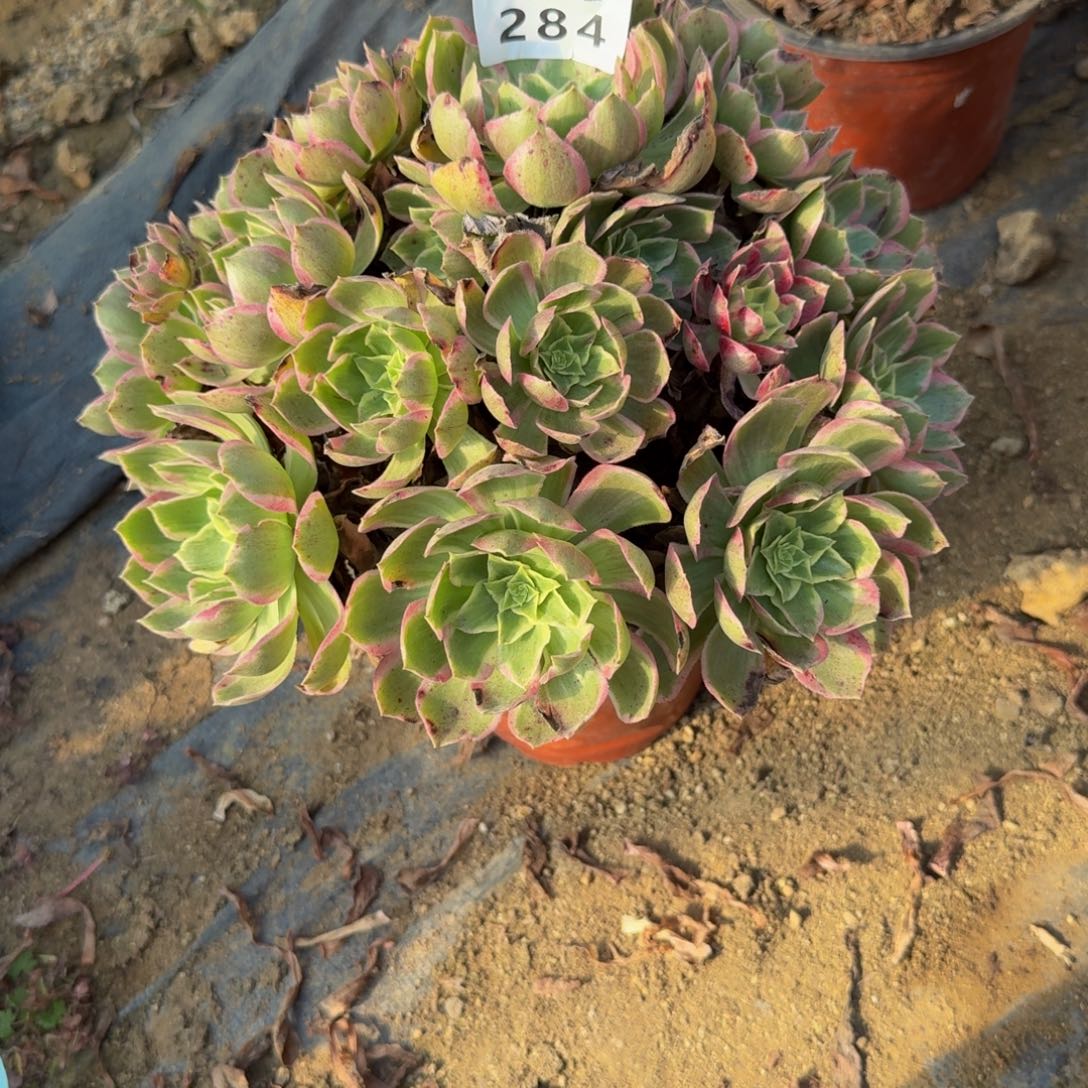 284水蜜桃。多肉植物