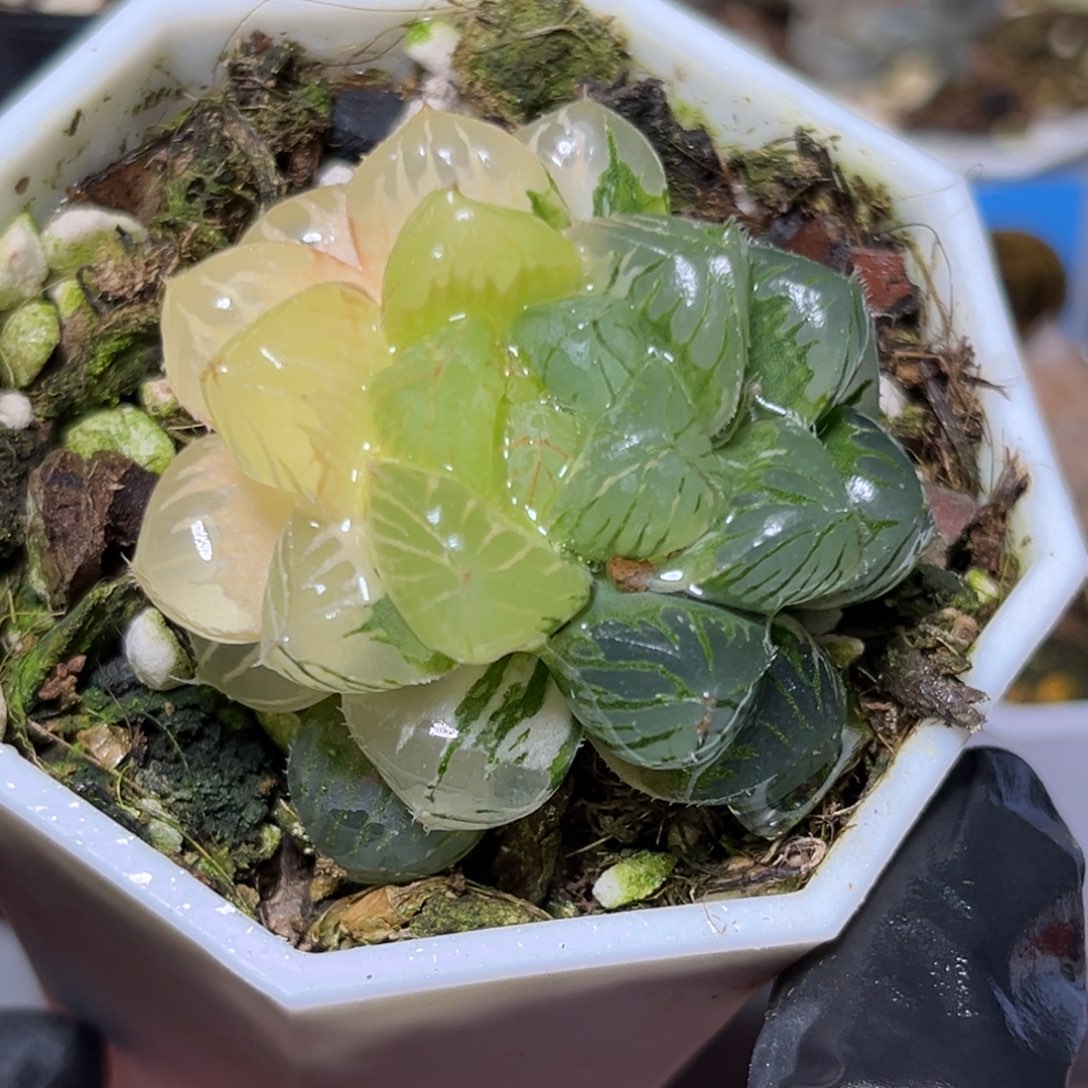 恭喜发财大吉大利800