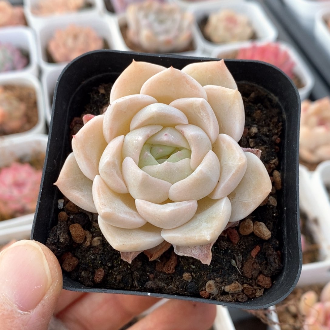 精品多肉一物一拍243