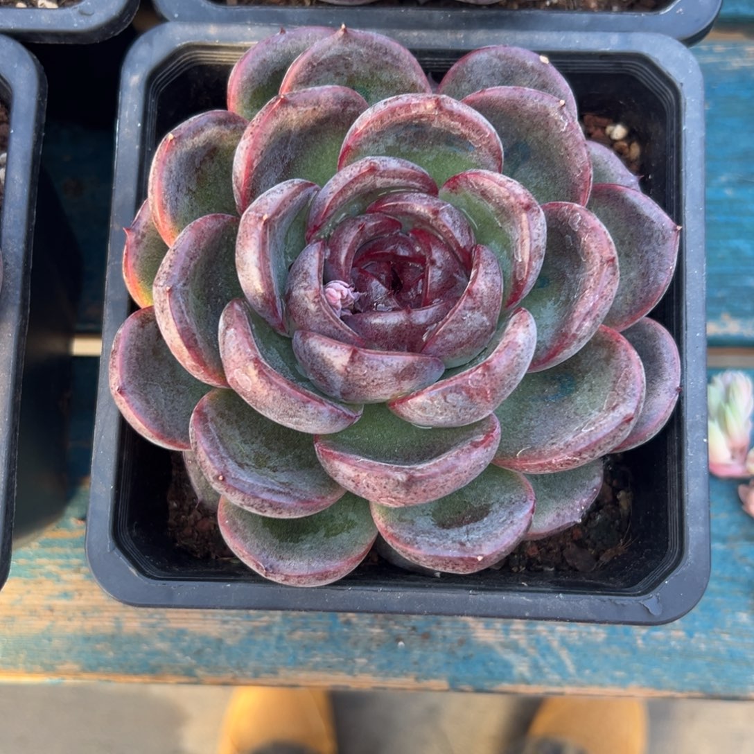 从前慢花园多肉精选编号1.3溜溜球