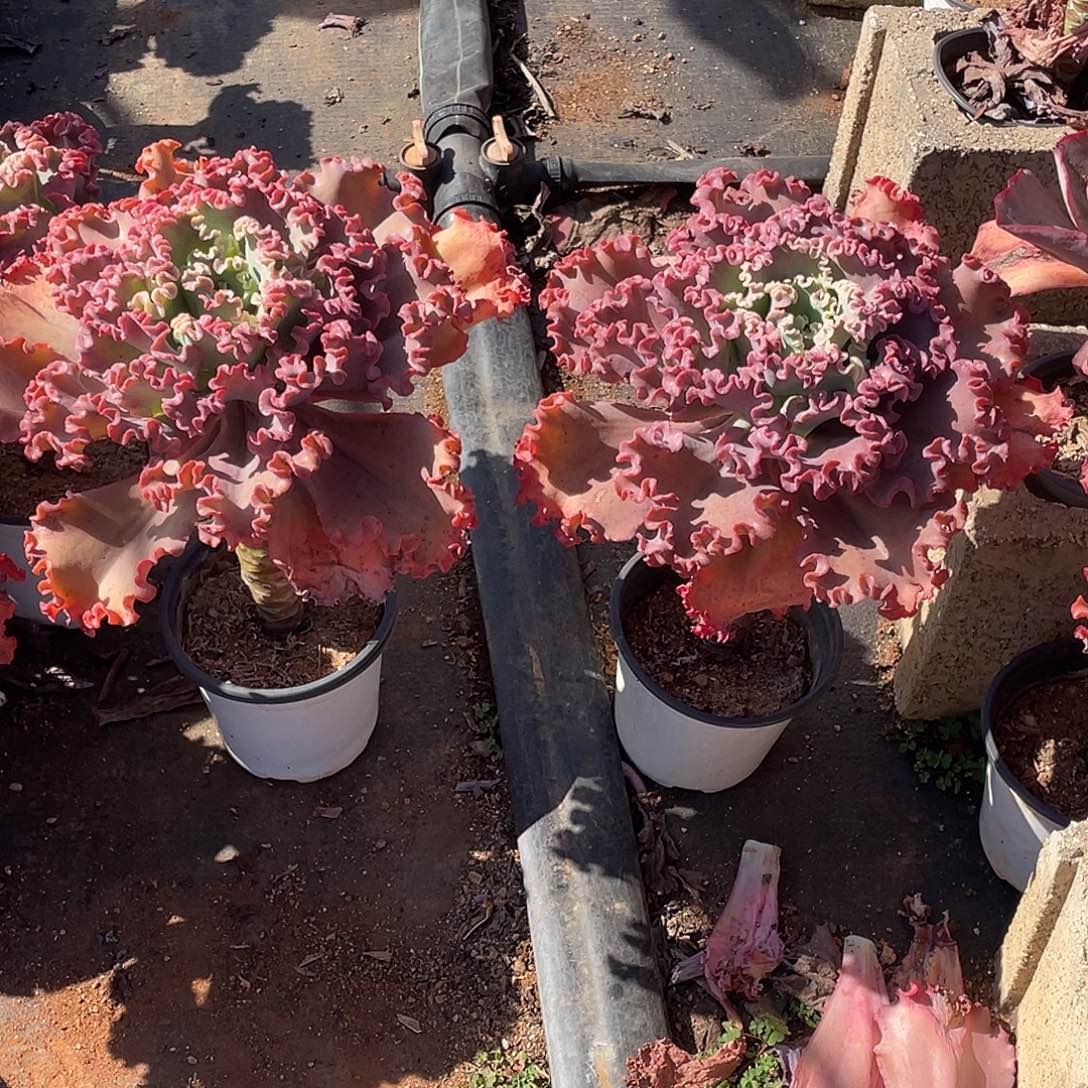 女王专拍多肉包菜系剅女王花笠2棵一组