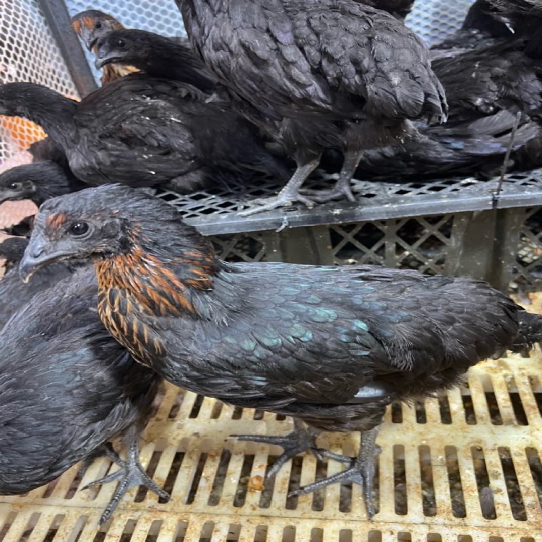 云南散养五黑大乌鸡宠物鸡绿壳鸡