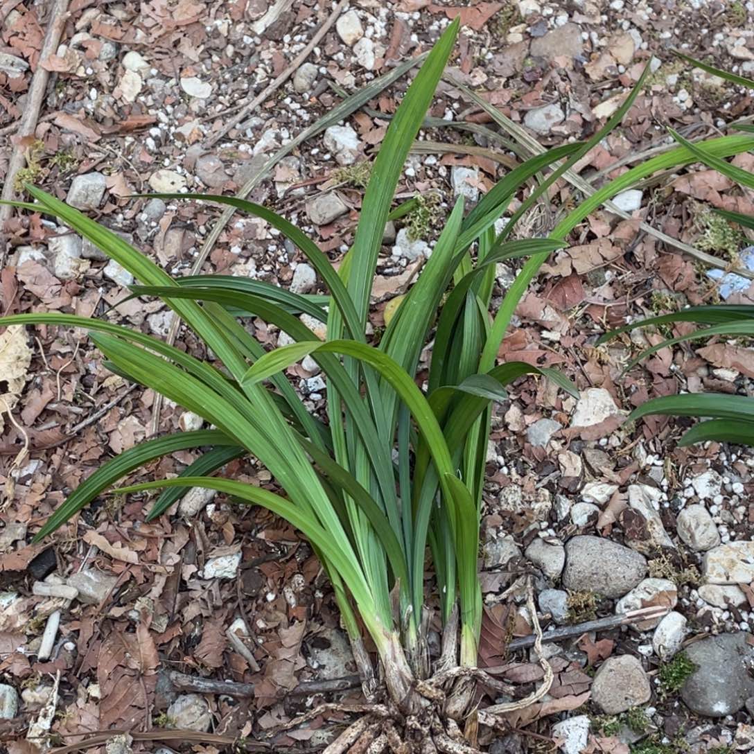 完全开放兰花新品新品兰花