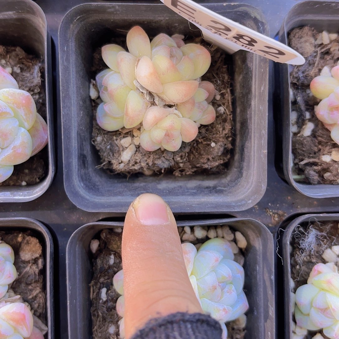 C282白底冰玉一物一拍