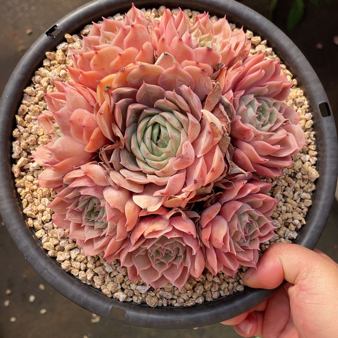 多肉植物一物一拍