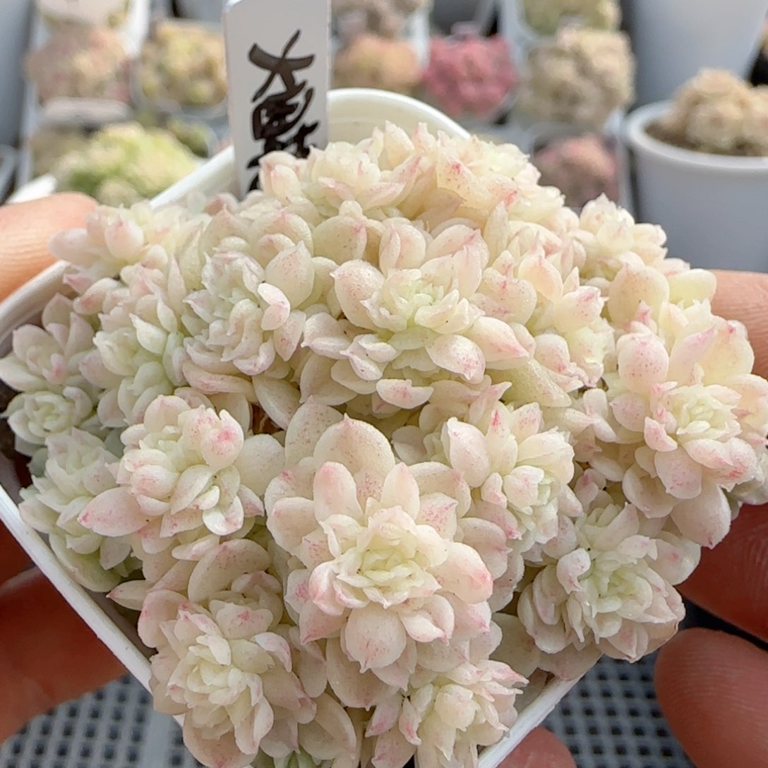 【闪购商品】0201-56（烟花