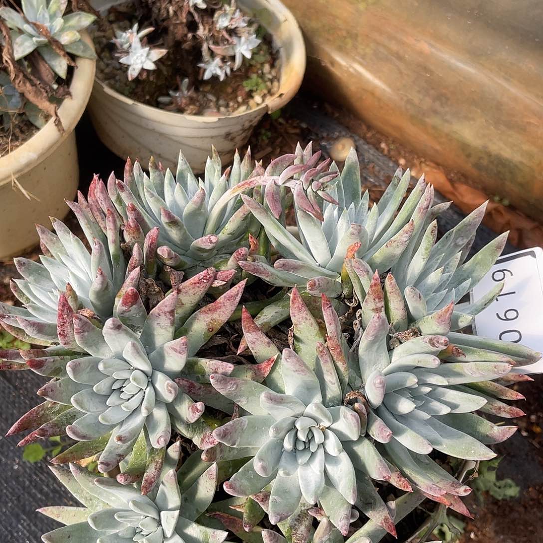 大群白姆老桩10619