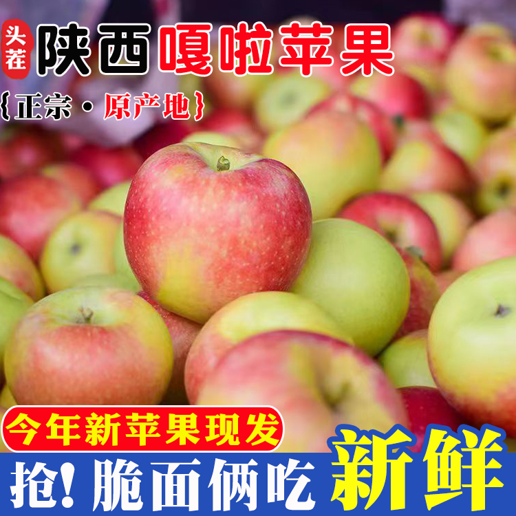 陕西正宗嘎啦苹果 粉面香甜 新鲜水果 2025新鲜上市 现采现发