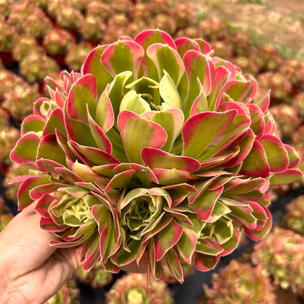 【粉玲珑】多肉法师，新品体验，原盆栽种，脱土发货