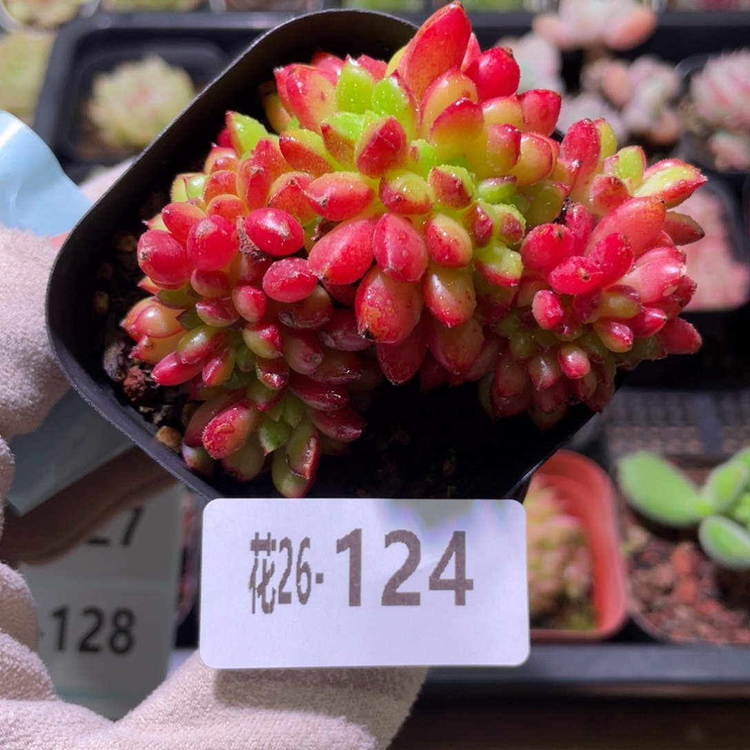 花利美26-124红唇缀化