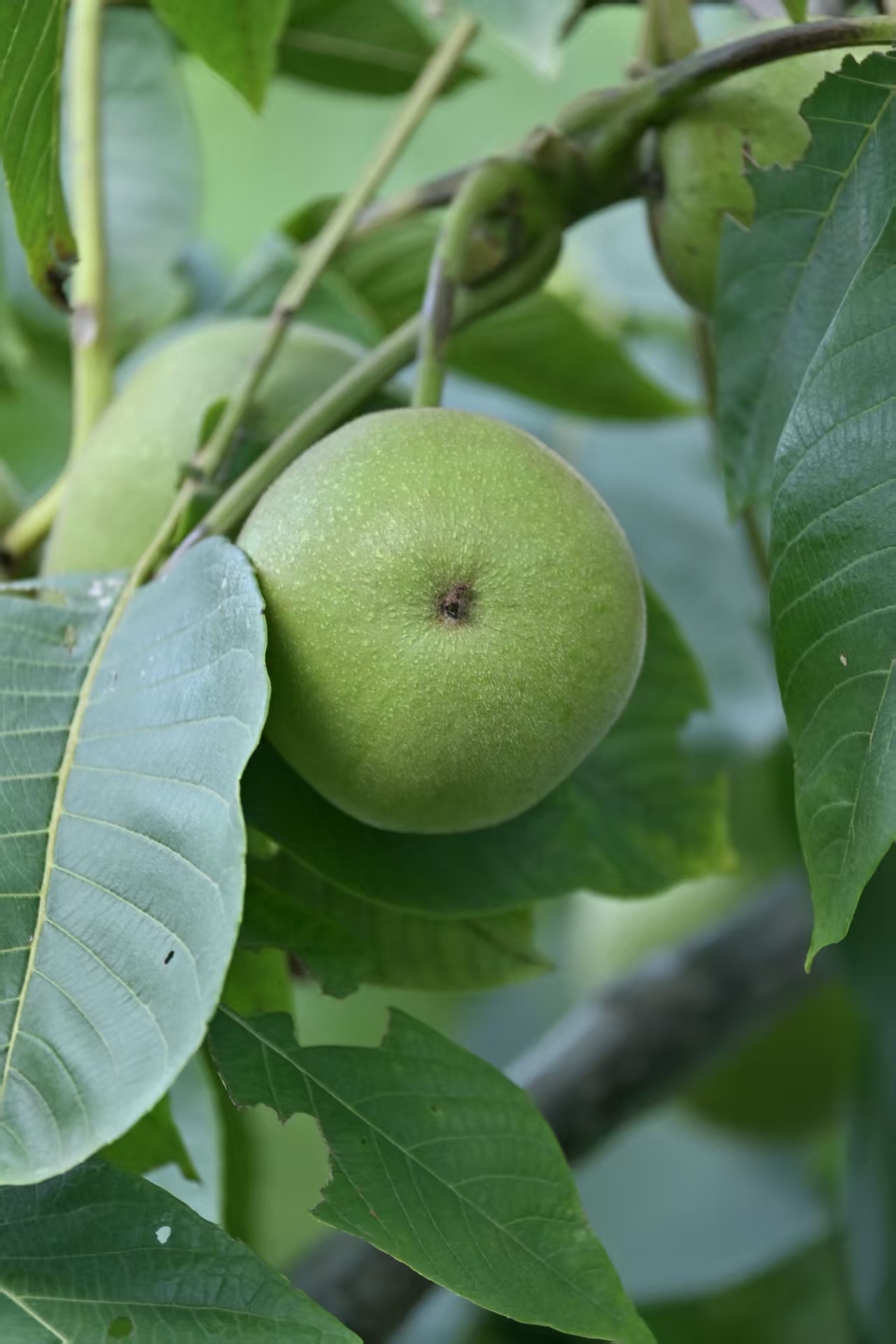 盘山文玩核桃（中果45-49mm）10个一单