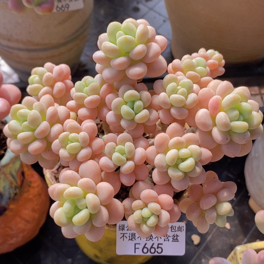 洛可可11cm665多肉植物