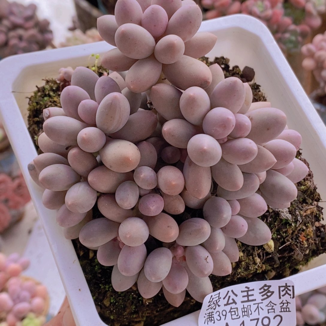 汤圆老桩10cm1792多肉植物