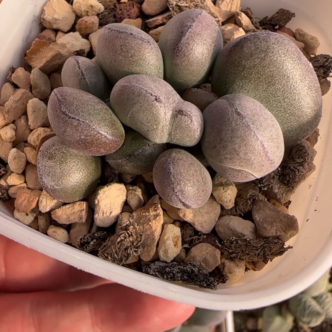 球球紫蛋水泡多肉植物