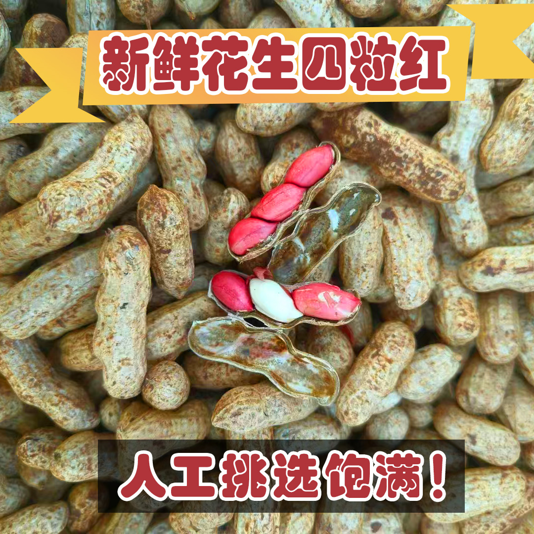 新鲜湿花生带泥鲜花生带壳生花生农家自种四粒红生花生现挖鲜花生