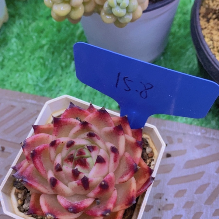 开心多肉，开开心心