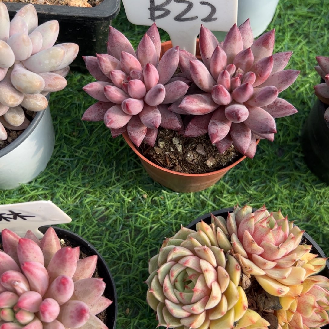 双头虞美人多肉植物